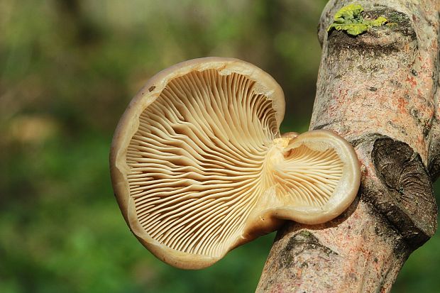 hliva závojová Pleurotus calyptratus (Lindblad ex Fr.) Sacc.