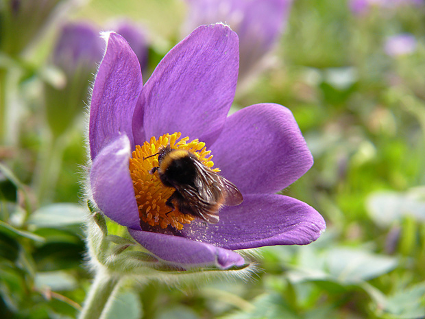 poniklec Pulsatilla sp.