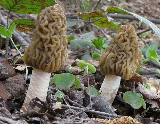 smrčkovec český Verpa bohemica (Krombh.) J. Schröt.