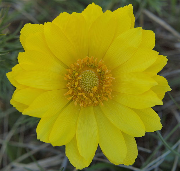 hlaváčik jarný Adonis vernalis L.