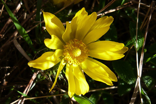 hlaváčik jarný Adonis vernalis L.