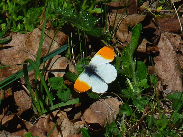 mlynárik žeruchový♂ Anthocharis cardamines