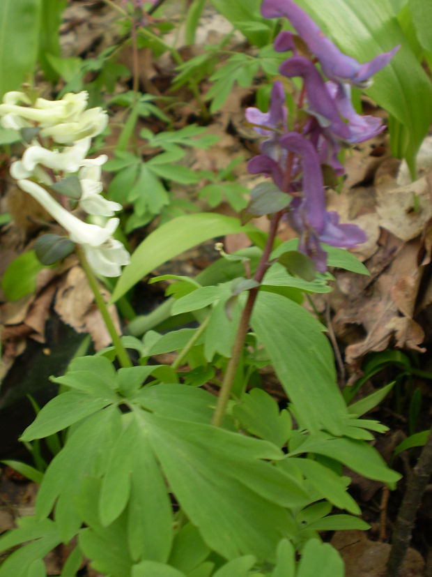 chochlačka dutá Corydalis cava (L.) Schweigg. et Körte