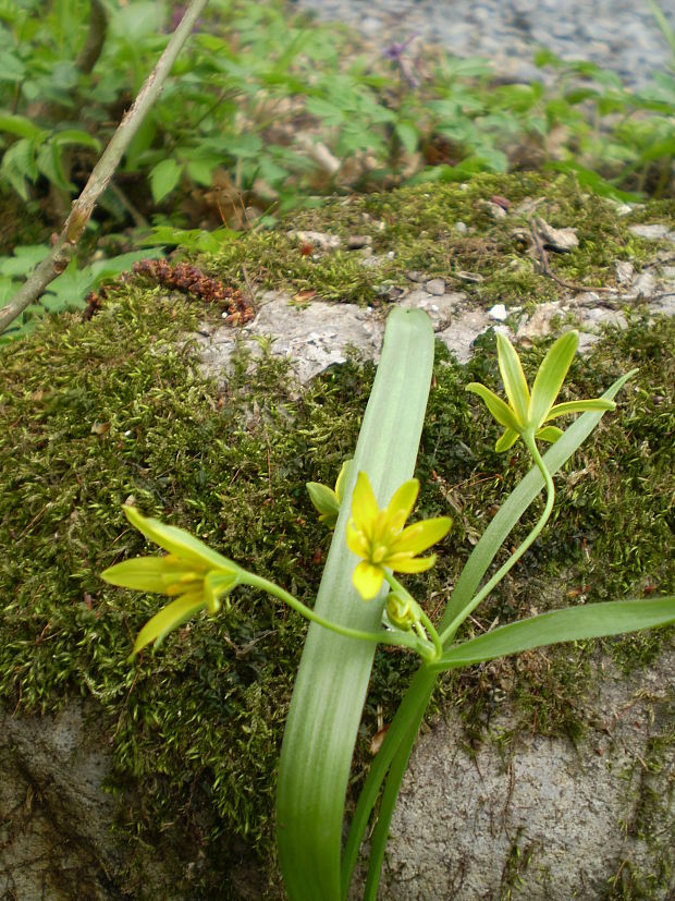 krivec tulcový Gagea spathacea (Hayne) Salisb.