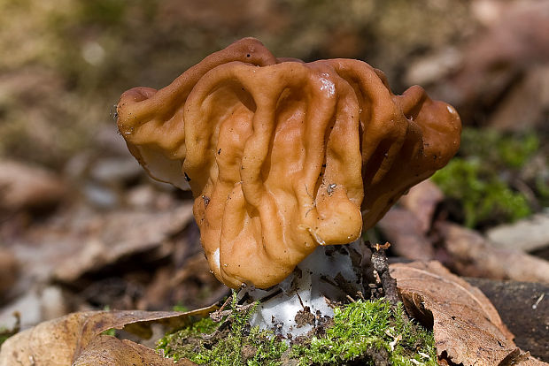 ušiak obrovský Gyromitra gigas (Krombh.) Cooke