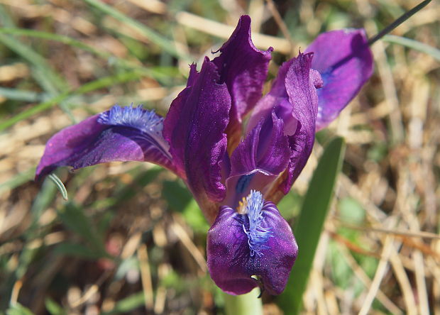 kosatec nízky Iris pumila L.