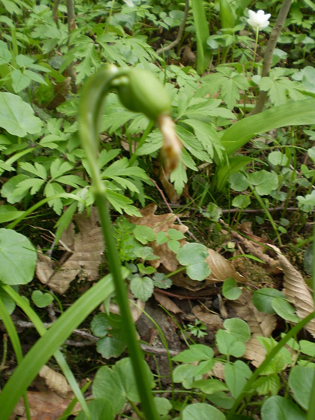 bleduľa jarná karpatská Leucojum vernum subsp. carpaticum (Spring) O. Schwarz