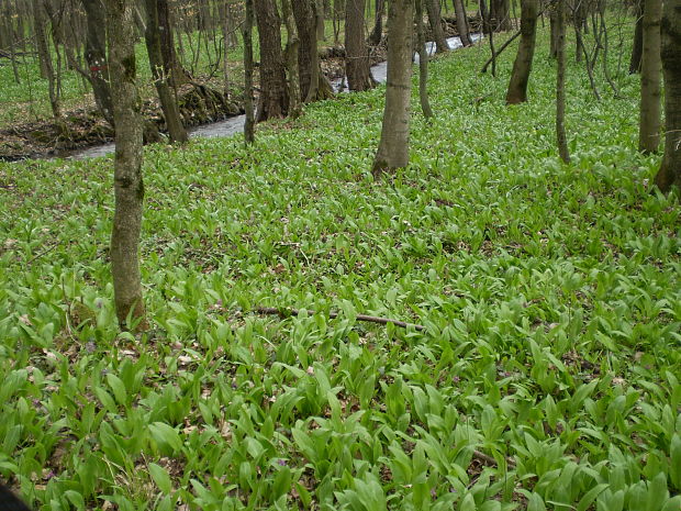 bleduľa jarná karpatská Leucojum vernum subsp. carpaticum (Spring) O. Schwarz