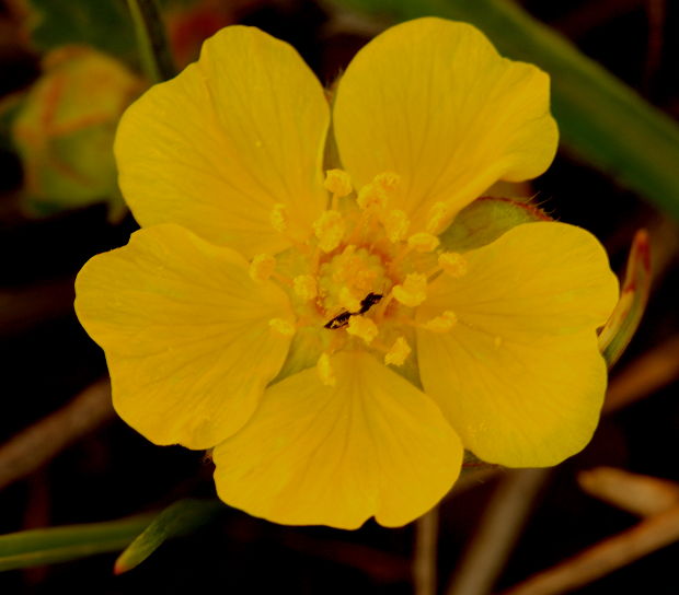 nátržník piesočný Potentilla arenaria Borkh.