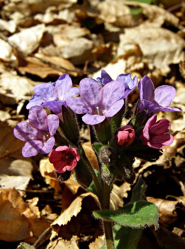 pľúcnik tmavý Pulmonaria obscura Dumort.