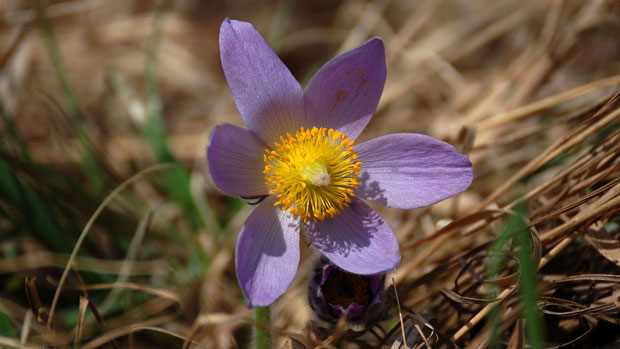 koniklec velkokvětý Pulsatilla grandis Wender.