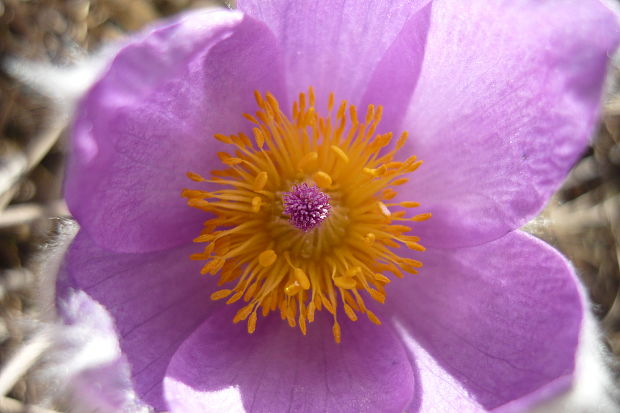 poniklec veľkokvetý Pulsatilla grandis Wender.