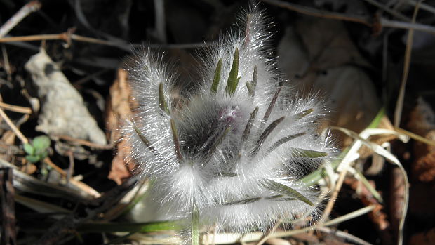 poniklec slovenský Pulsatilla slavica Reuss