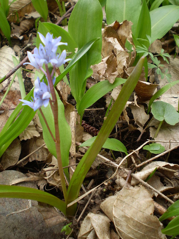 scila dvojlistá Scilla bifolia agg. L.