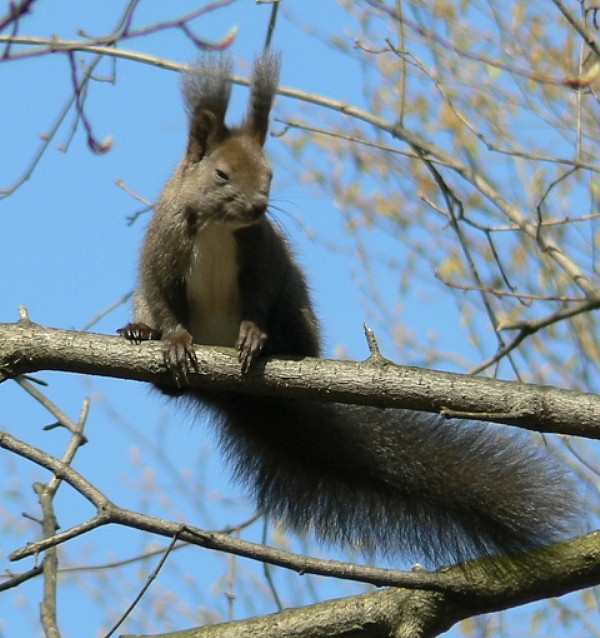 veverica stromova Sciurus vulgaris