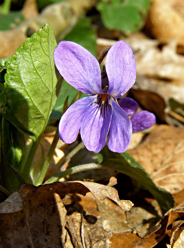 fialka voňavá Viola odorata L.