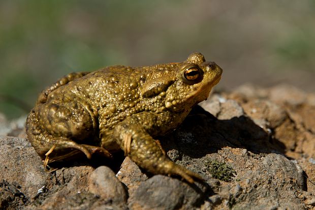 ropucha bradavičnatá bufo bufo