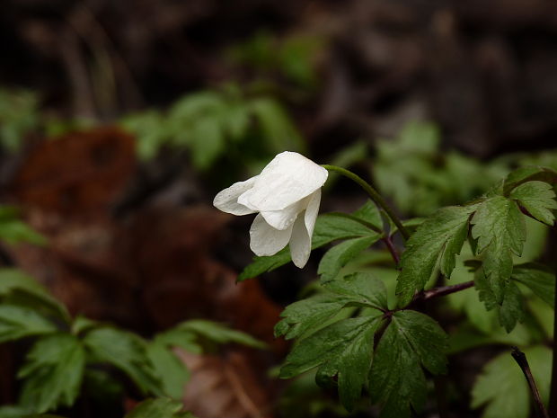 veternica hájna Anemone nemorosa L.