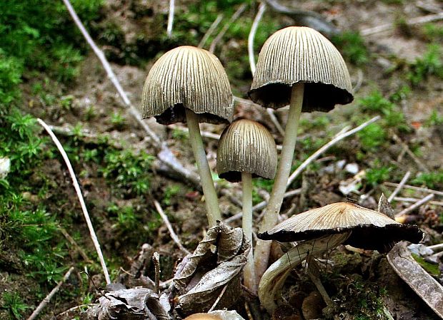 hnojník lesný ? Coprinus silvaticus Peck