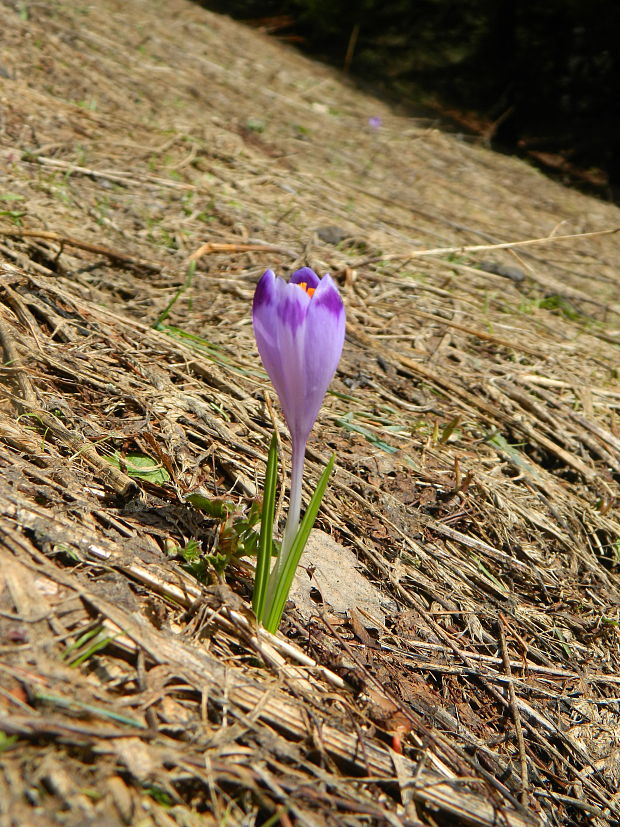 šafran spišský Crocus discolor G. Reuss