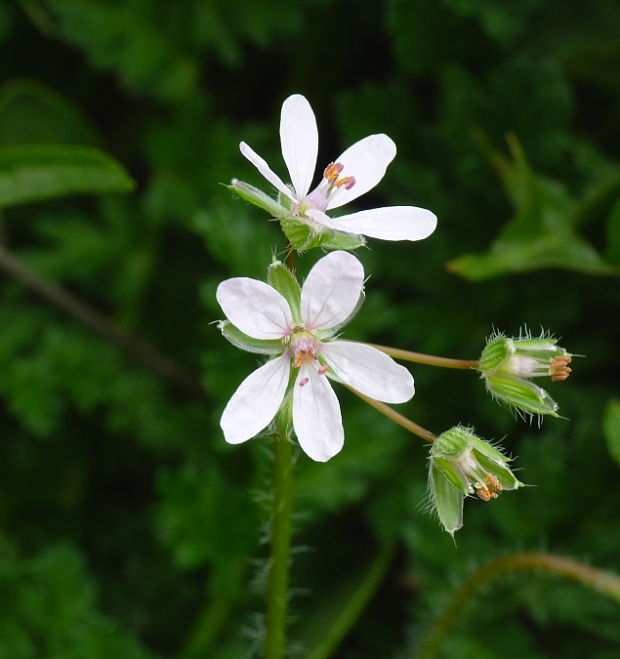 bociannik rozpukovitý Erodium cicutarium (L.) L