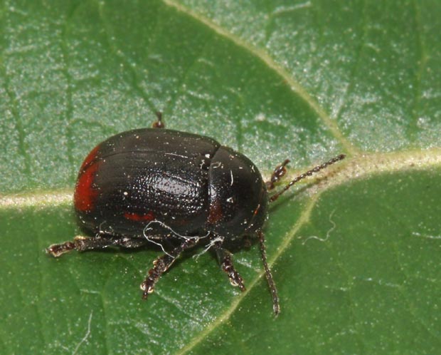 liskavka Gonioctena fornicata