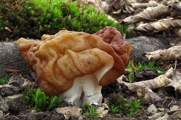 ušiak obrovský Gyromitra gigas (Krombh.) Cooke