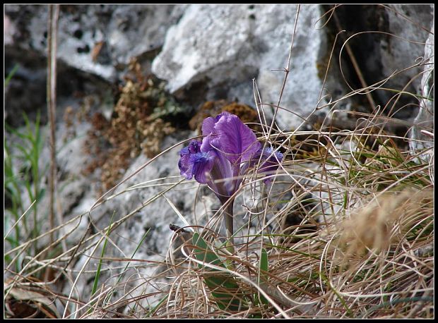 kosatec nízky Iris pumila L.