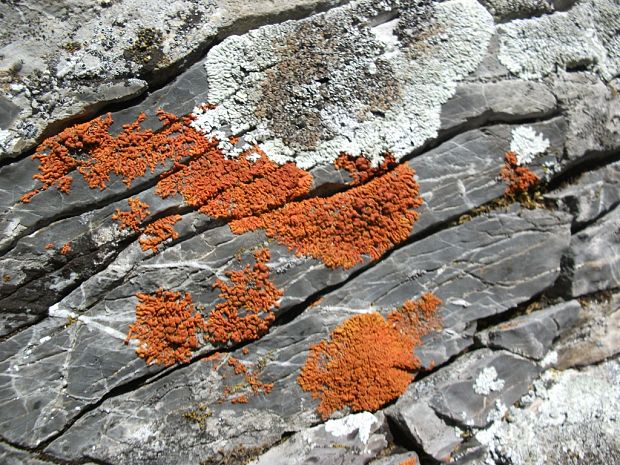 lekanora múrová a diskovník oranžový  Lecanora muralis a Xanthoria elegans  (Schreb.) Rabenh. a (Link) Th. Fr.