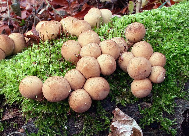 prášnica hruškovitá Lycoperdon pyriforme Schaeff.