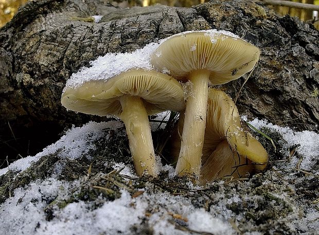 tmavuľka žltohnedá Melanoleuca cognata (Fr.) Konrad & Maubl.