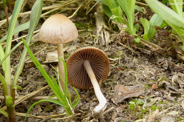 drobuľka??? Psathyrella sp.