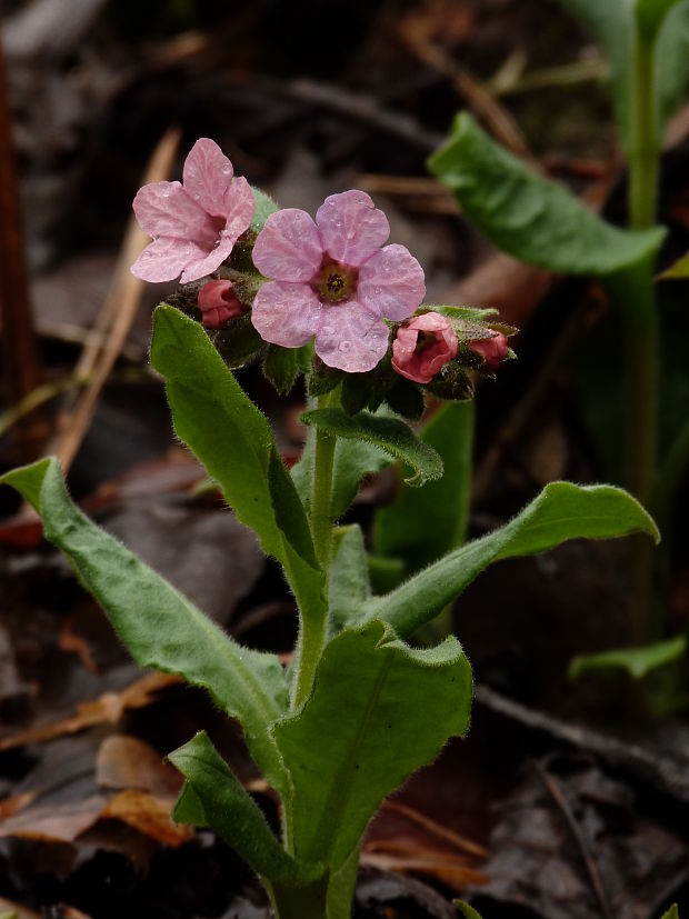 pľúcnik Pulmonaria sp.