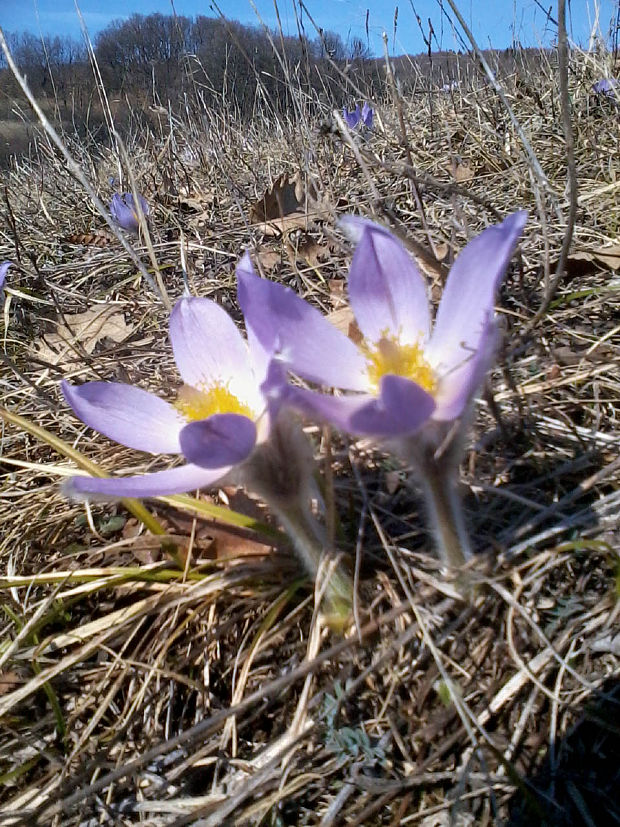 poniklec veľkokvetý Pulsatilla grandis Wender.