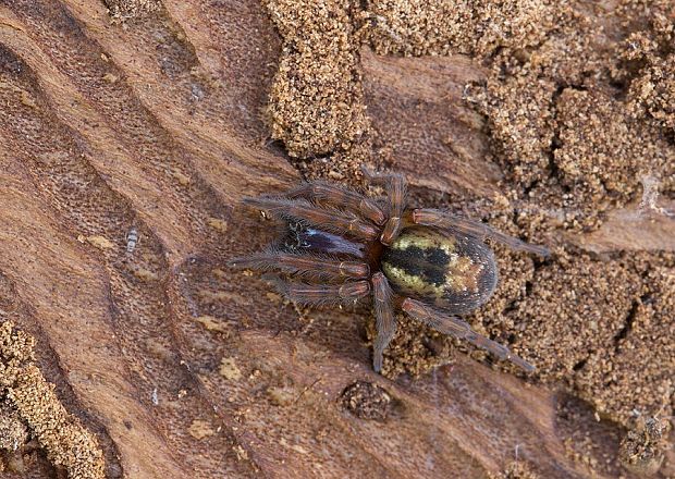 cedivka podkôrna Amaurobius fenestralis