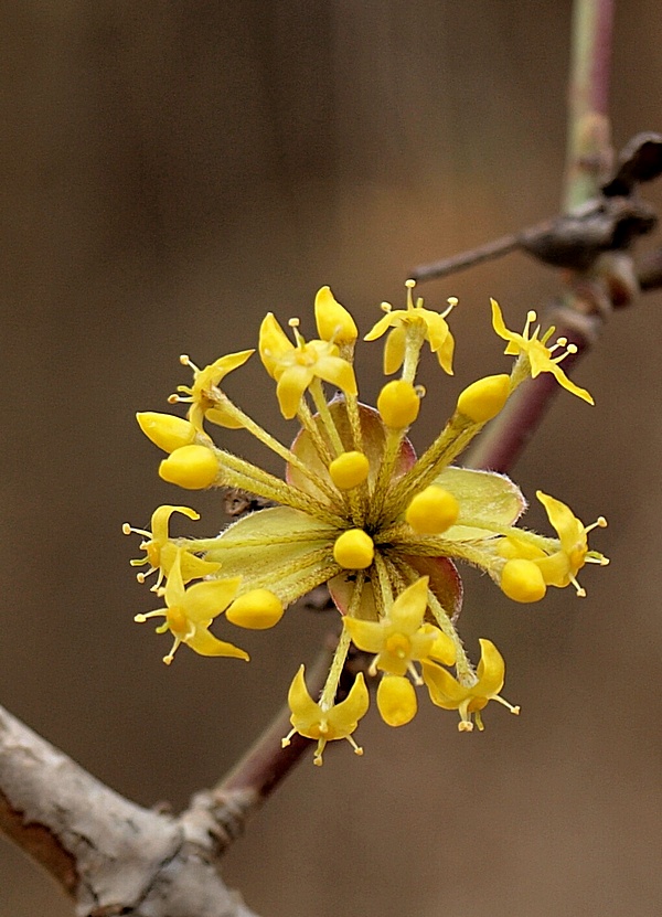 drieň obyčajný Cornus mas L.