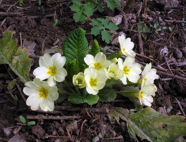 prvosienka bezbyľová Primula acaulis (L.) L.