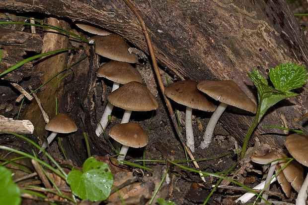 drobuľka hnedosivá? Psathyrella spadiceogrisea (Schaeff.) Maire