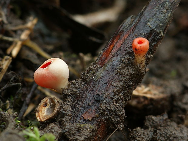 ohnivec Sarcoscypha sp.