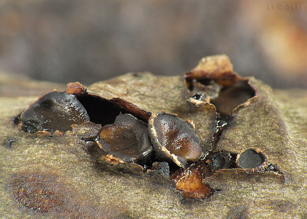 dutinovka lužná Sclerencoelia fascicularis (Alb. & Schwein.) P. Karst.