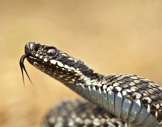 vretenica severná Vipera berus