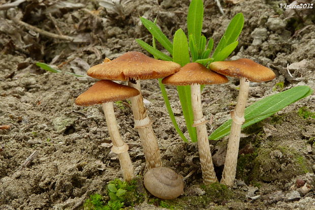 kapucňovec Conocybe cf. aporos