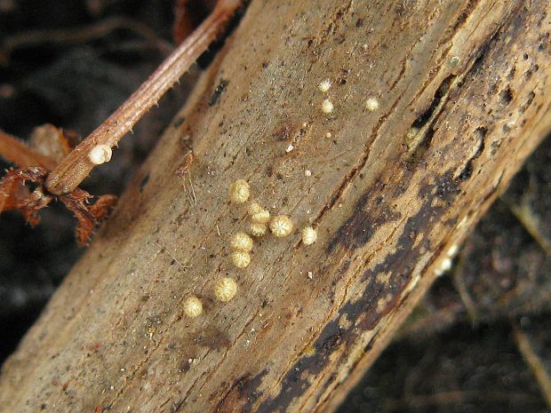 neidentifikovaná huba Cyphella sp.