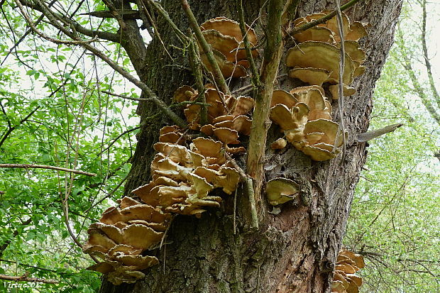 sírovec obyčajný Laetiporus sulphureus (Bull.) Murrill