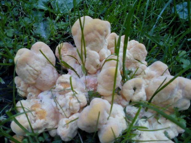 sírovec obyčajný narástol na tráve Laetiporus sulphureus (Bull.) Murrill