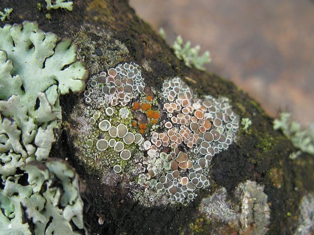 lekanora Lecanora sp.