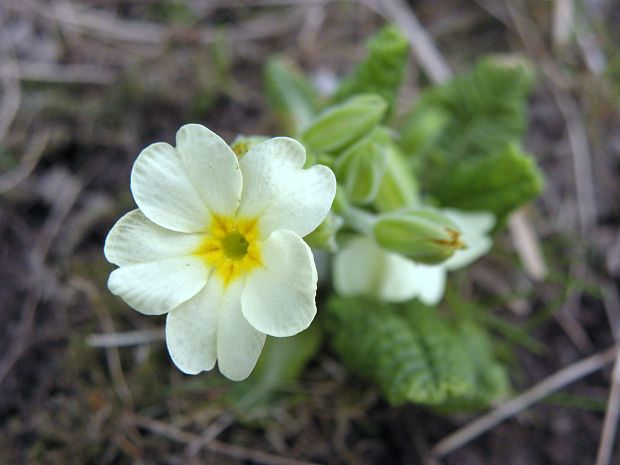 prvosienka bezbyľová Primula acaulis (L.) L.