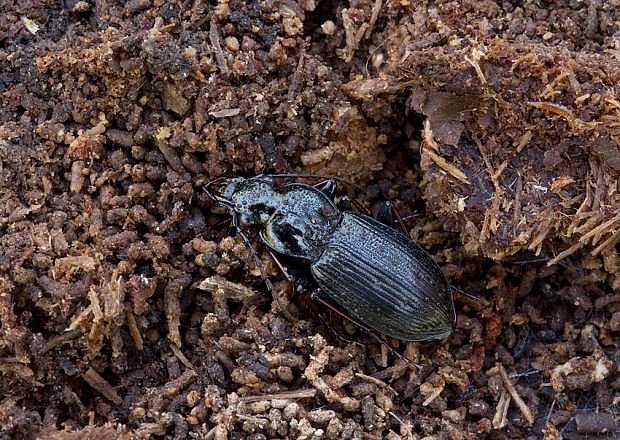 utekáčik Pterostichus oblongopunctatus