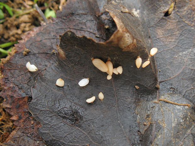 piestovka vysoká Typhula phacorrhiza (Reichard) Fr.