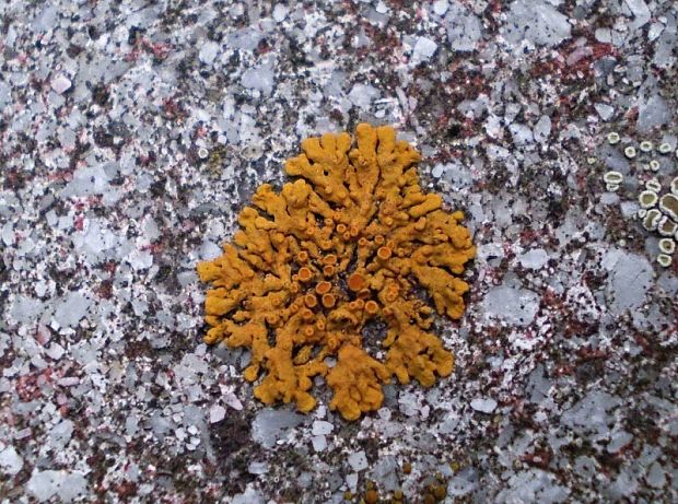 diskovník oranžový Xanthoria elegans (Link) Th. Fr.